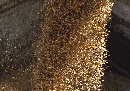 plant for processing and storing grain, loading grain into a truck body, close-up, factory