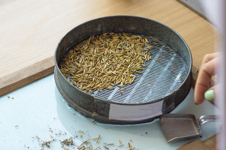 Laboratory for the inspection and analysis of grain, on the table lies a sieve and grain