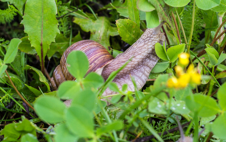 Big snail with green grass, close-up, animalの写真素材