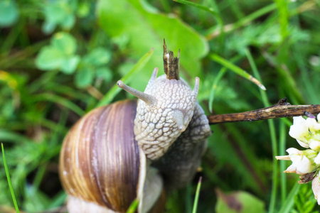 Big snail in the grass, macro photography, cochlea and grassの写真素材