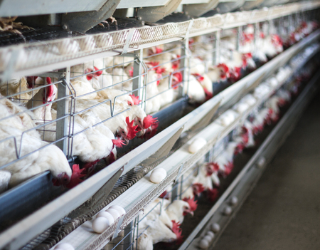 Poultry farm for breeding chickens, chicken eggs go through the transporter, chickens and eggs,...