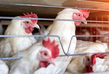 Young white chickens sit in open-air cages on a poultry farm, close-up, breeding of chickens and...