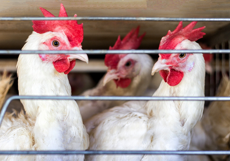 Young white chickens sit in open-air cages on a poultry farm, close-up, breeding of chickens and chicken eggs, farmingの写真素材
