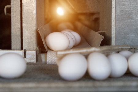 The production of chicken eggs, poultry, chicken eggs go through the conveyor for further sorting, close-up, transporterの写真素材