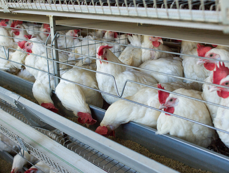 Poultry farm for breeding chickens, chicken eggs go through the transporter, chickens and eggs, factoryの写真素材