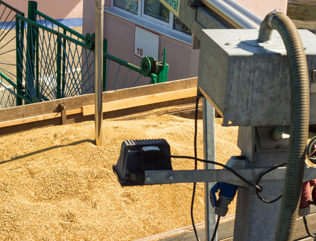 From a grain-laden lorry take grain for analysis, grain processing, analysis kernelの写真素材