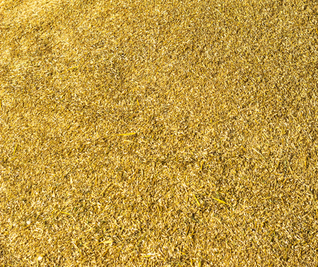 texture of grain of oats, background of oats, close-up, grainの写真素材