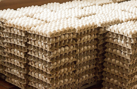 A lot of chicken eggs in the trays, sorting of chicken eggsの写真素材