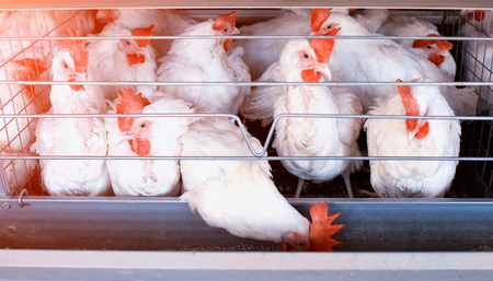 Poultry farm for breeding chickens, chicken eggs go through the transporter, chickens and eggs, industry, businessの写真素材