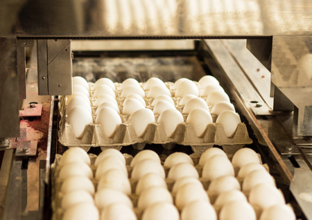 Production for sorting chicken eggs, the process of selection of chicken eggs, close-up