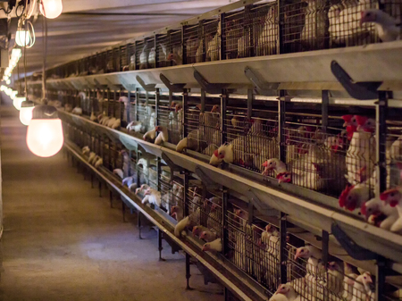 Modern chicken coop in which broiler chickens are bred for consumption in foodの写真素材