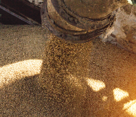 plant for processing and storing grain, loading grain into a truck body, close-up