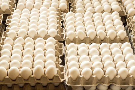 A lot of chicken eggs in the trays, sorting of chicken eggsの写真素材