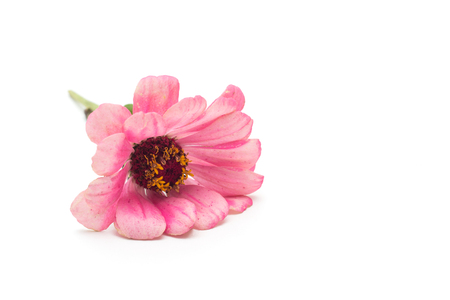 Pink flower zinnia on white background, isolate, closeup, pink zinnia, flower, white backgroundの写真素材