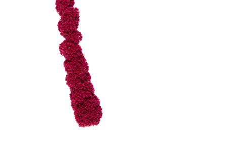Amaranth flower on a white background. Isolate, close-up, amaranthの写真素材