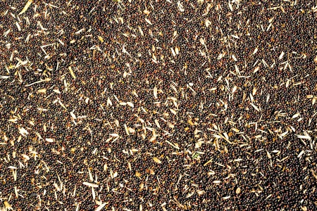 Oilseed rape processing, rapeseed feed for further processing into production, manufacture of rapeseed oil, background, colza, background, equipmentの写真素材