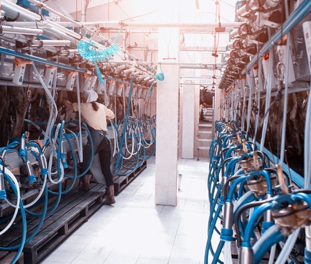A modern dairy farm for milking cows and harvesting milk, the milkmaid's girl milks the cows with the help of modern automatic equipment, milkmaidの写真素材