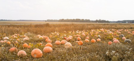 Large field with orange pumpkins, blue sky, autumn time, squash, gourdの写真素材