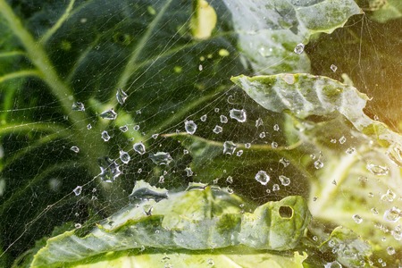 Cobweb with drops of water from the rain on the cabbage, close-up, cabbageの写真素材