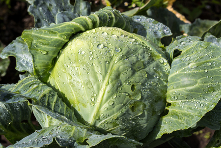 Head of cabbage with drops of water from the rain on the head, cole, greenの写真素材