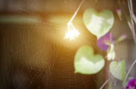 Spider web woven on a background of sunny bright colors, close-up, summer, cobwebの写真素材