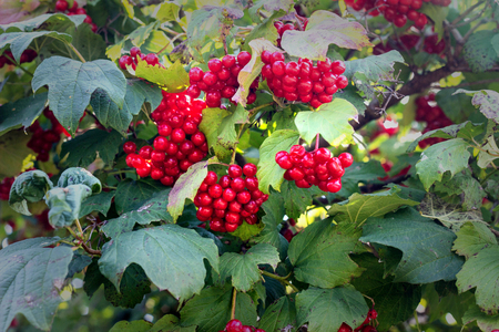 Bush viburnum berries red illuminated by the sun, close-up, vitamin, use in folk medicine, grade taiga Rubyの写真素材