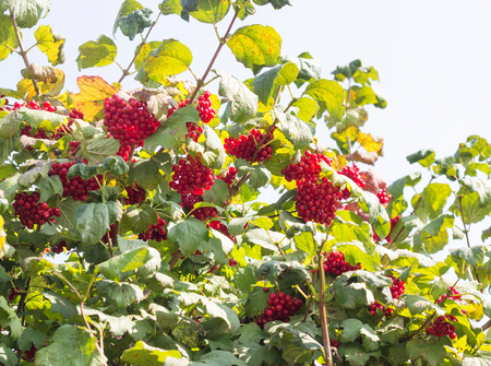 Bush viburnum berries red illuminated by the sun, close-up, vitamin, use in folk medicine, Zarnitsaの写真素材