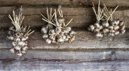 Garlic bundles hanging on wooden background, garlic bundles close-up, aromaticの写真素材