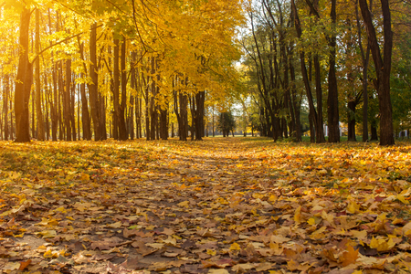 Autumn alley in a city park strewn with yellow autumn leaves, yellowの写真素材