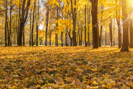 City park in the autumn leaves and sunlight, autumn, sun, nature, seasonの写真素材