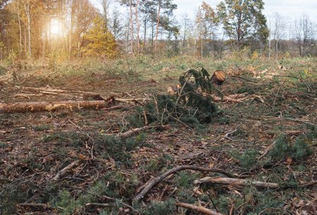 Felling and felling of the forest, fight against the forest tick, destruction of trees by the tick, principle, sunの写真素材