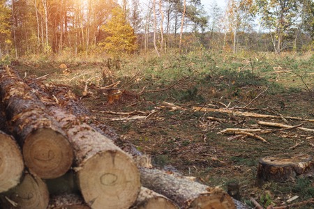 Fighting beetle bark beetles, felling of trees, aids sick and infected trees bark beetle, fellingの写真素材