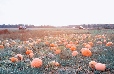 Field with orange pumpkins on the background of the road with cars, squash, autumnの写真素材