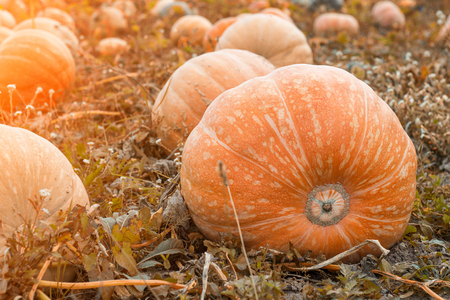 Large pumpkins that lie in the autumn field, close-up, squash, solar, autumnの写真素材