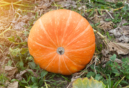 Large pumpkins that lie in the autumn field, close-up, squash, solar, autumnの写真素材