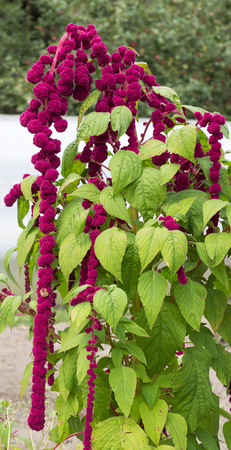 A large plant and a red amaranth flower, large blooming red amaranth braids dangle against the background of the sunの写真素材