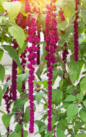 A large plant and a red amaranth flower, large blooming red amaranth braids dangle against the background of the sunの写真素材