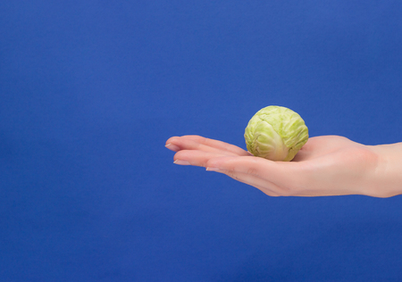 A small head of cabbage lies in the palm of your hand, close-up, blue background, proper nutrition,...