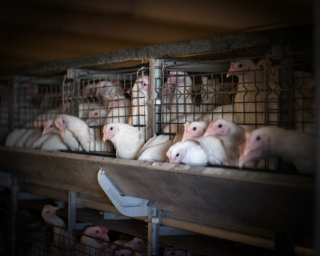 Breeding broiler chickens and chickens, broiler chickens sit behind bars in the hut, poultry house, broiler chickensの写真素材