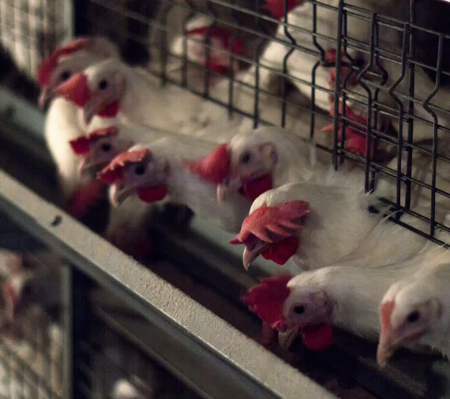 Breeding broiler chickens and chickens, broiler chickens sit behind bars in the hut, poultry house,...