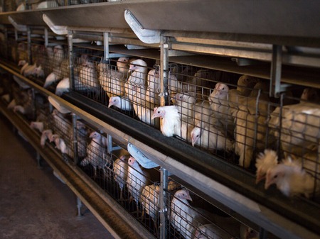 Breeding broiler chickens and chickens, broiler chickens sit behind bars in the hut, poultry house, broiler chickensの写真素材