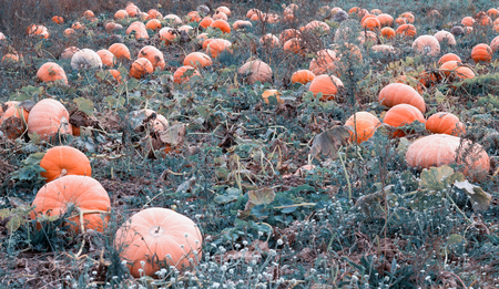 Large field with golden orange pumpkins, autumn time, squash, agriculture, pumpkinの写真素材