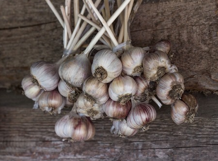 Garlic bundles hanging on wooden background, garlic bundles close-up, aromaticの写真素材