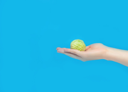A small head of cabbage lies in the palm of your hand, close-up, blue background, proper nutrition, vegetarianism, copy spaceの写真素材