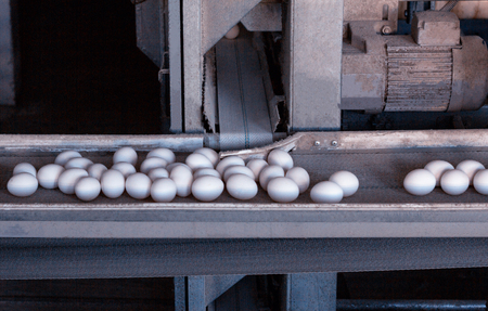 Chicken eggs are moving on the conveyor at the poultry farm, the production of eggsの写真素材