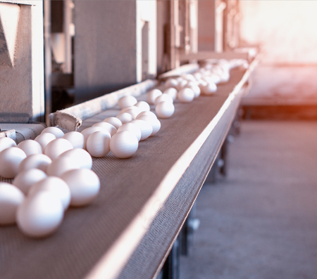 Multi-level conveyor belt with chicken eggs on a chicken farm, sun, copy space, conveyer, Assembly line, sunsetの写真素材