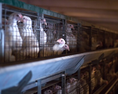 young animals natural meat chickens, breeding chicken on the farm, industry, close-up, organic, agricultural, generationの写真素材