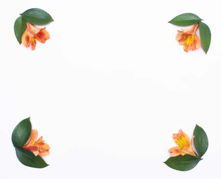 frame of orange hibiscus flowers and green petals for decoration, white background, congratulationの写真素材