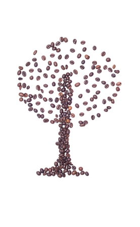 Coffee bush laid out from coffee beans on a white background, close-up, seedの写真素材
