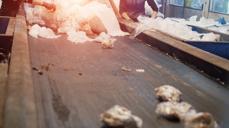 sorting and recycling of garbage, cellophane, workers sort garbage in a recycling plantの写真素材